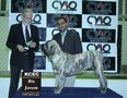 Matriz - Fila Brasileiro Tigrado - Canil Singular - Cocada